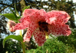 Nomocharis_pardanthina.JPG