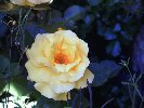 Frisia_rose2_133x100.JPG