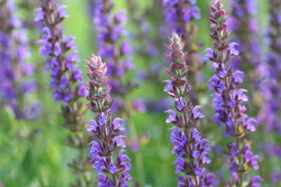 Salvia-Juni06-01.jpg