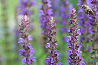 Salvia-Juni06-02.jpg