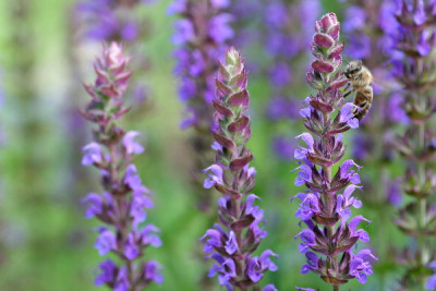 Salvia-Juni06-03.jpg