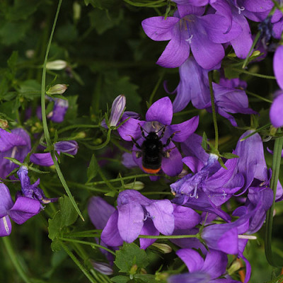 hummel_glockenb1_5390.jpg