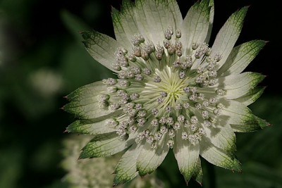 Astrantia-mal-scharf.jpg