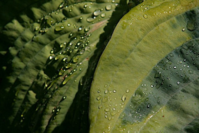 Hosta-erfrischt.jpg