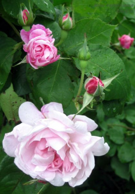 Rose_Fantin_Latour_11121.jpg