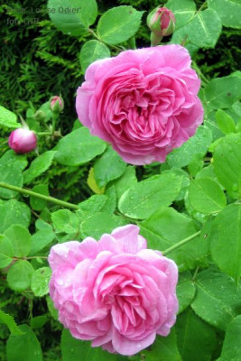 Rose_Louise_Odier_11071.jpg