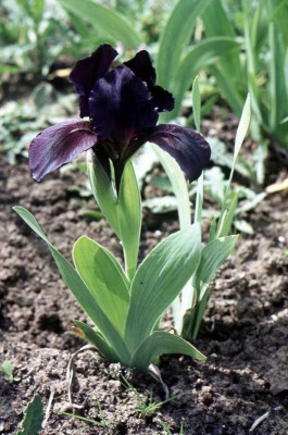 Iris 'Temno' copyright Milan Blazek.jpg