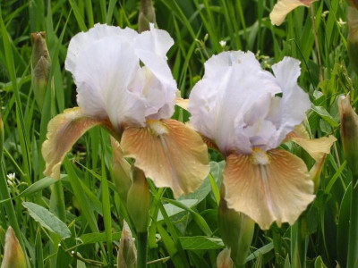 Iris Lavina, copyright Milan Blazek.jpg