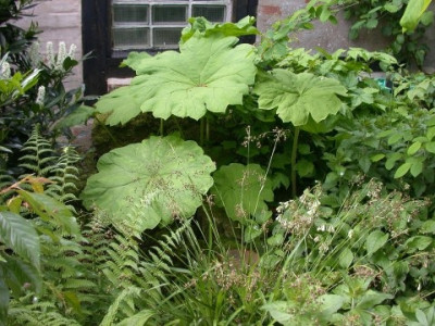 Astilbes_tabularis002.jpg
