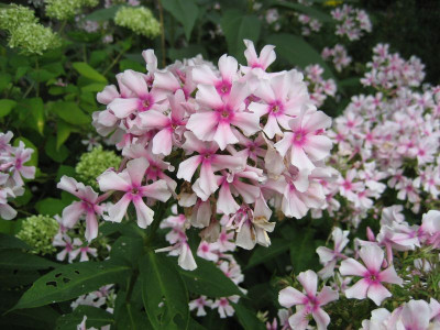 2013-09-14 Phlox2.jpg