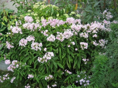 2013-09-14 Phlox4.jpg