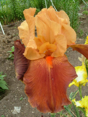 IRIS 2015 022.jpg