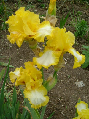 IRIS 2015 025.jpg