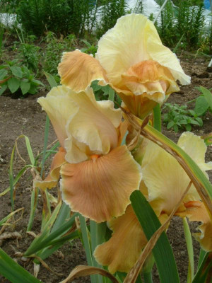 IRIS 2015 037.jpg