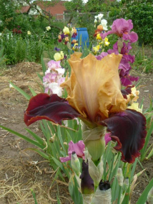 IRIS 2015 042.jpg