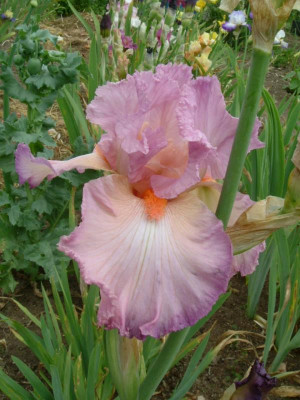 IRIS 2015 045.jpg