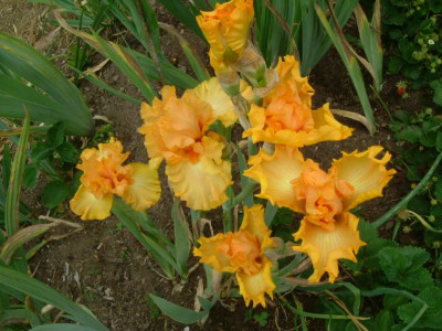 IRIS 2015 057.jpg