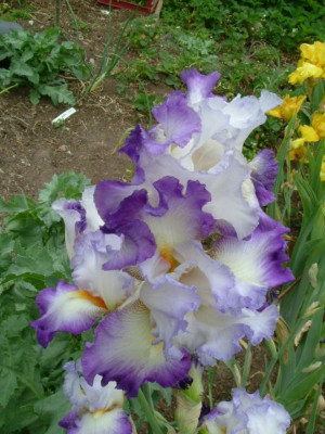 IRIS 2015 066.jpg