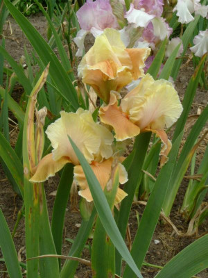 IRIS 2015 075.jpg