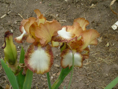 IRIS 2015 100.jpg
