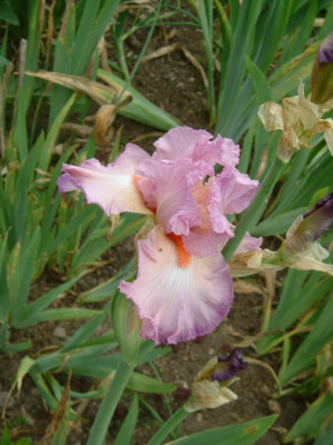 IRIS 2015 109.jpg