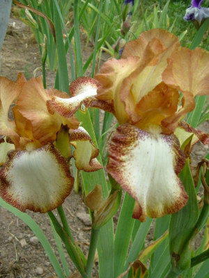 IRIS 2015 115.jpg