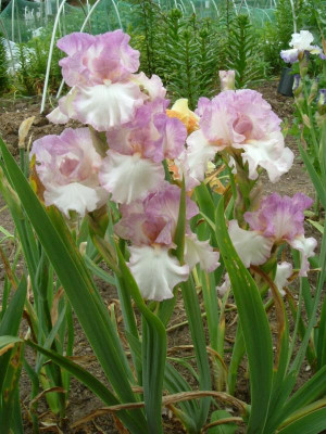 IRIS 2015 121.jpg