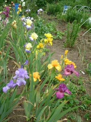 IRIS 2015 132.jpg