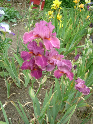 IRIS 2015 142.jpg