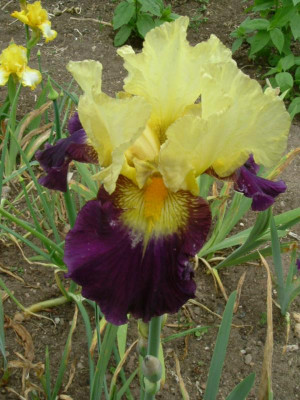 IRIS 2015 120.jpg