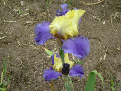 IRIS 2015 099.jpg