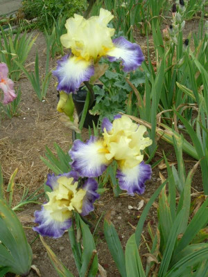 IRIS 2015 058.jpg