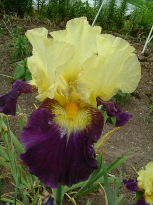 IRIS 2015 027.jpg