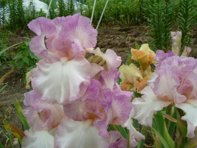 IRIS 2015 244.jpg