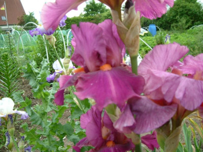IRIS 2015 245.jpg