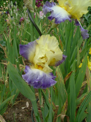 IRIS 2015 209.jpg