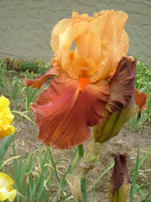 IRIS 2015 226.jpg