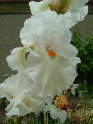 IRIS 2015 229.jpg