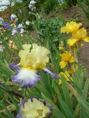 IRIS 2015 207.jpg