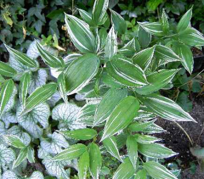 17.6.06._Disporum_sessile_Variegatum_017.JPG