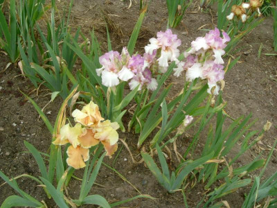 IRIS 2015 164.jpg