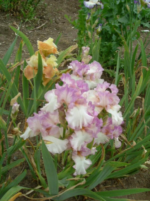 IRIS 2015 146.jpg