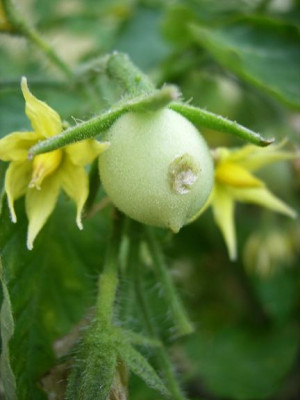www.am_2006_06.18._kaputte_Gartenperle.jpg