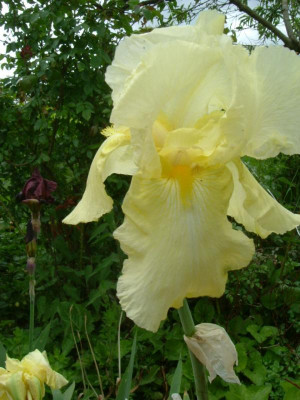 IRIS 2015 001.jpg