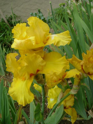 IRIS 2015 174.jpg