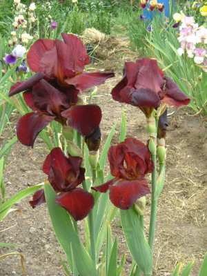 IRIS 2015 107.jpg