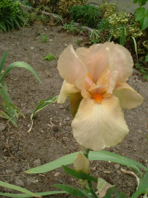IRIS 2015 197.jpg