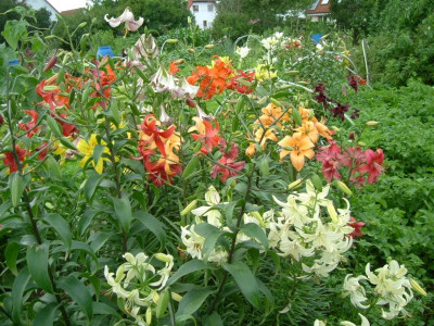 Garten 8.07.2015 008.jpg