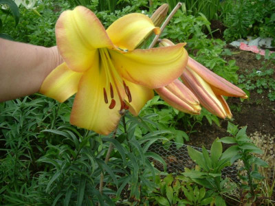 Garten 8.07.2015 009.jpg