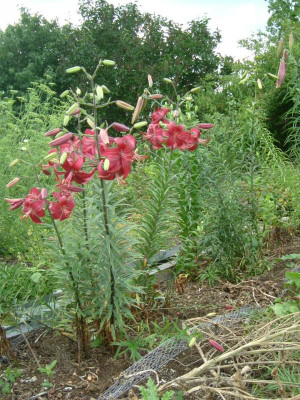 Garten 8.07.2015 029.jpg